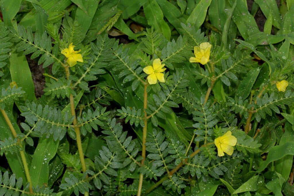 tribulus terrestris květina
